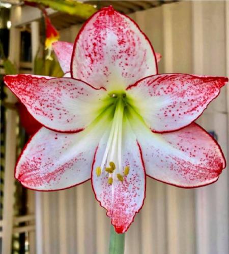 Spotlight - bright red out - spots  picotee - white lime center - photo  Gino Klein - Maguire hippeastrum