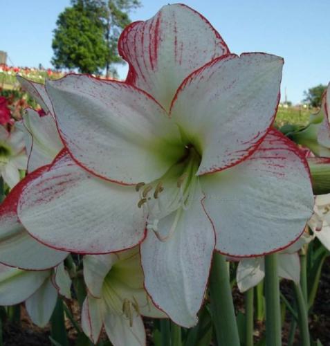 Spotted Witch - single - white - red picotee - stripe - Maguire hippeastrum