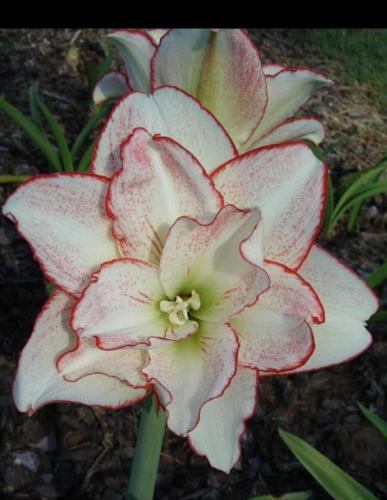 Spotty Dotty - double - white - dark picotee & spots - Maguire        hippeastrum   