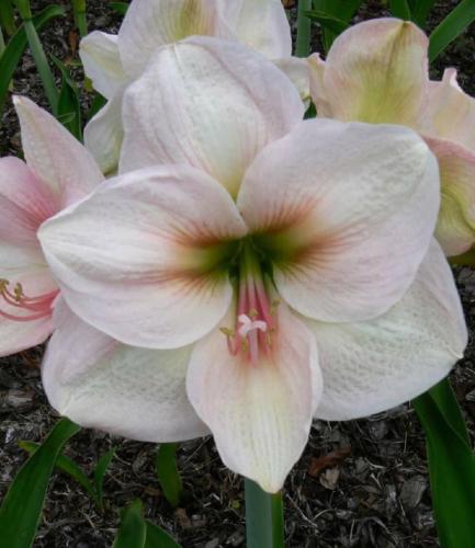Stanwyck - single -  white - dark eye - Maguire hippeastrum