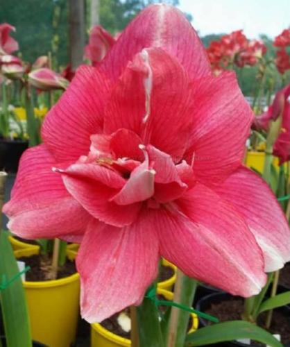 Stary Night - double - pink  - Maguire hippeastrum