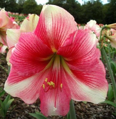 Strawberry Blend - single - raspberry red - light patches - Maguire hippeastrum