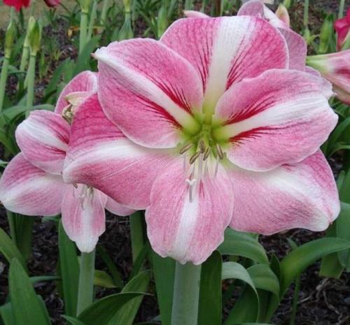 Summertime - single - pink - light midribs - whiskers - Maguire hippeastrum