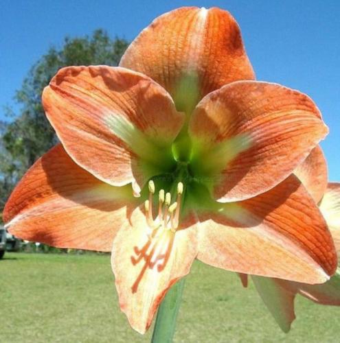 Sunlover - golden orange - lemon - single - Maguire hippeastrum