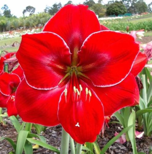 Surprise - single - dark satin red - light picotee edge - Maguire hippeastrum