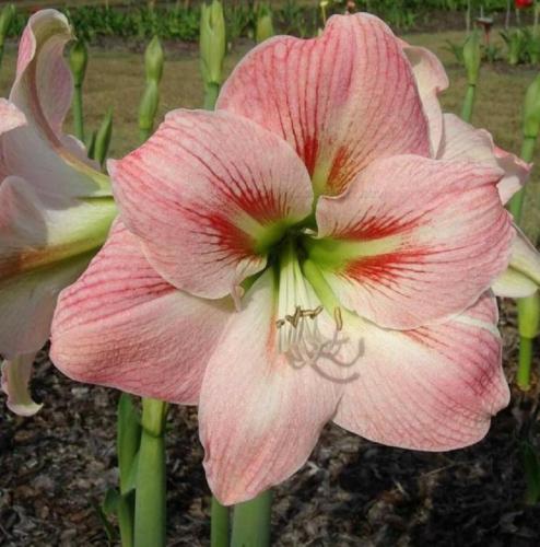 Sweet Salina - single - apricot - pale peach - red whiskers - Maguire hippeastrum  