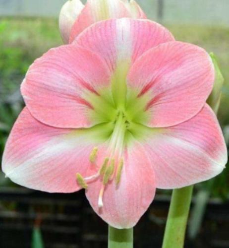 Sweetest pink - single - light green center - Maguire Suspicion - single - mauve pink - light midrib - Maguire hippeastrum