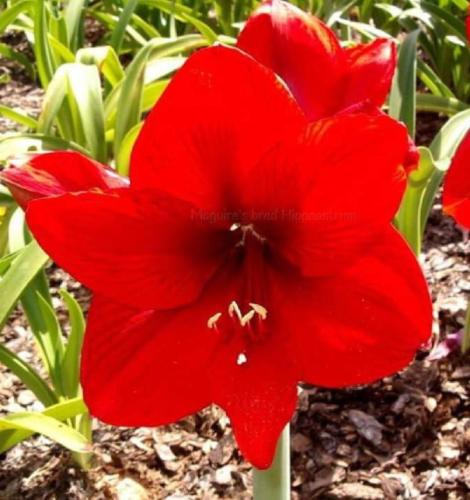 Symphony - single - red - dark throat - Maguire hippeastrum