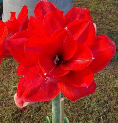 2 to Tango - Bright red - double - dark eye - Maguire Hippeastrum