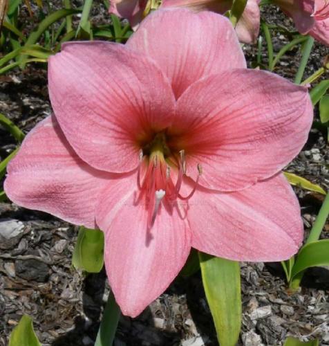 Taylah Jane - single -  pink - Maguire hippeastrum