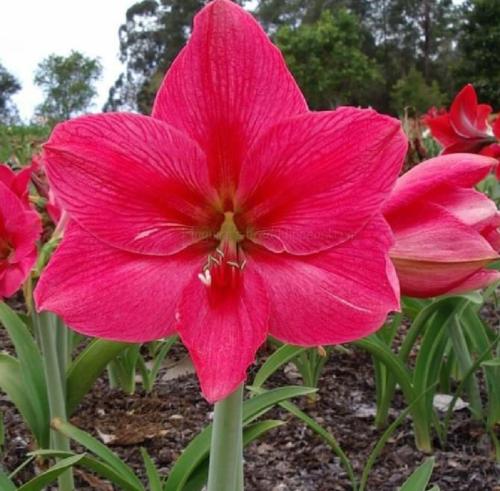 The Bellinger - single - Painted crimson - midrib - Maguire hippeastrum