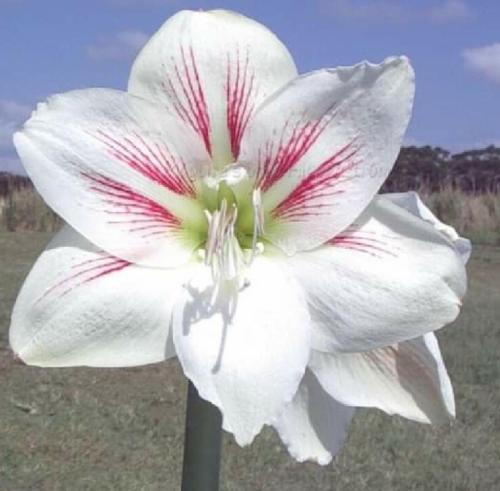 The Presidents - single - white vittatum - whiskers - veins - Maguire hippeastrum 