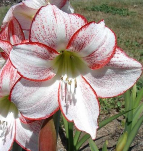 The Rebel - single - white - picotee - spots - Maguire hippeastrum