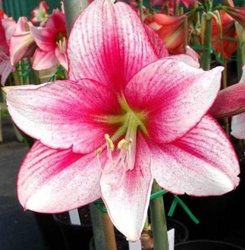 Tammy Tucker - single - pink out - crimson in  - Maguire hippeastrum