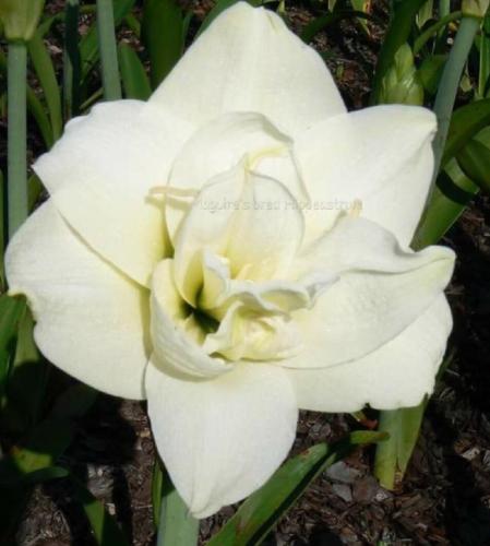 Top Cat - double - white - Maguire hippeastrum