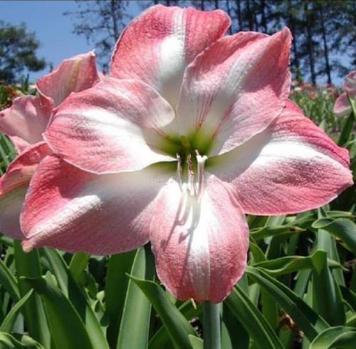 Twilight Melody - single - pink out - white in - Maguire hippeastrum