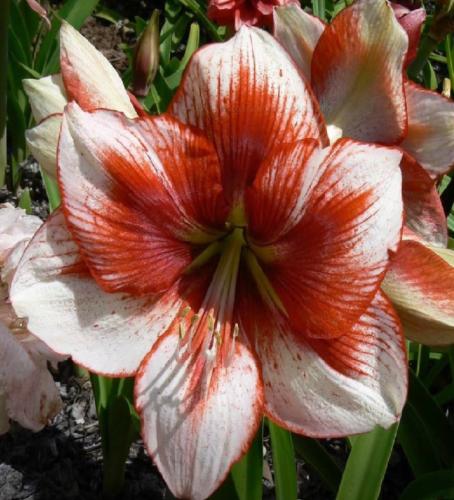 VJ Maree - single - pale out - rusty brown in - dark throat  - Maguire hippeastrum