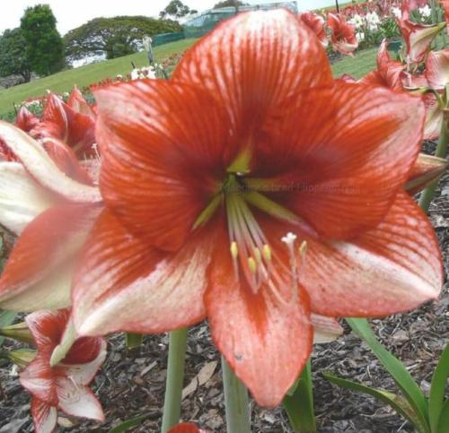 Valerie Maree - single - rusty red face -  - Maguire hippeastrum