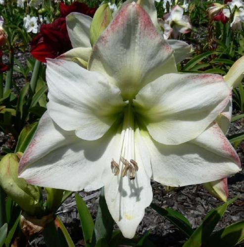 Vegas Girl - single - White - blush tips - Maguire hippeastrum