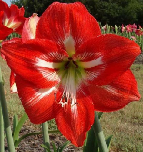 Vibrant Lass - single - orange red - light midrib -  - Maguire hippeastrum