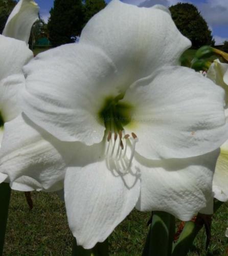 Virgin Bride - single - white - green throat  - Maguire hippeastrum