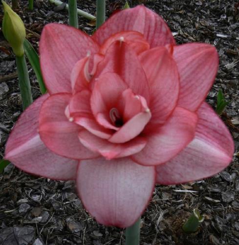 Watermelon Wine - Double - pink red -  - Maguire  hippeastrum