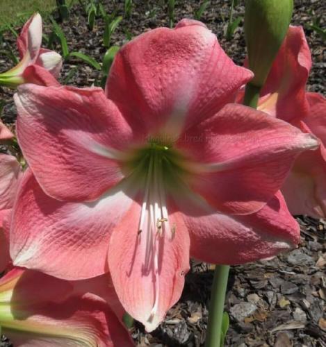 Wedding Bells - single - pink  - Maguire hippeastrum