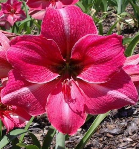 Whispering Wind - single - crimson - pink midrib  - Maguire hippeastrum