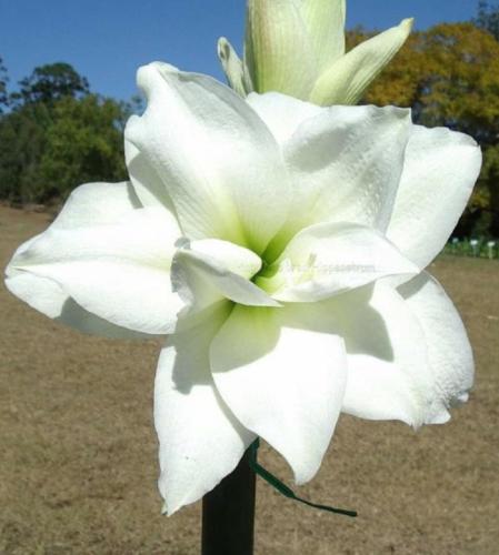 White Peacock - Double - white lime  - Maguire hippeastrum