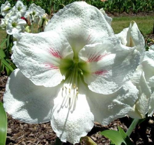 White Pheasant - single - white -  whiskers  - Maguire hippeastrum 