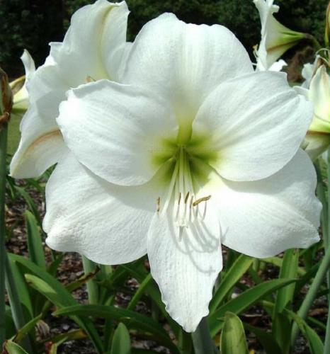Winter Carnival - single - white - lime throat - Maguire Hippeastrum