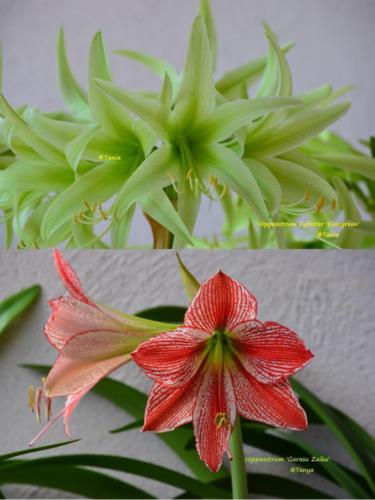 cybister Emerald x Garasu Zaiku x - bulb beauty flowers