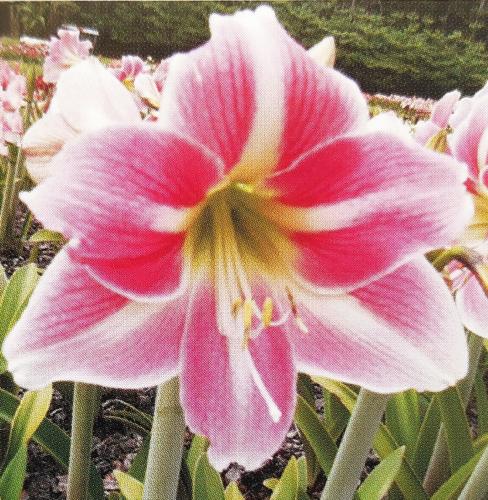 Cascade - Pink, white midribs and thick picotee edge - Maguire Hippeastrum  - single