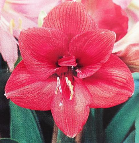 Copperplate - solid Salmon pink - Maguire Hippeastrum - single