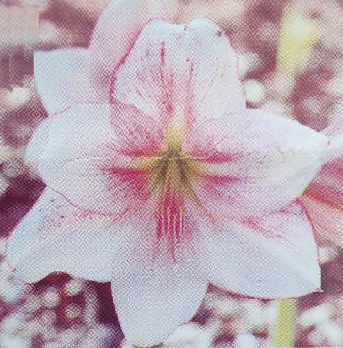 Delicate Damsel - Pale and pink white, picotee edge painted blush - Maguire Hippeastrum - single