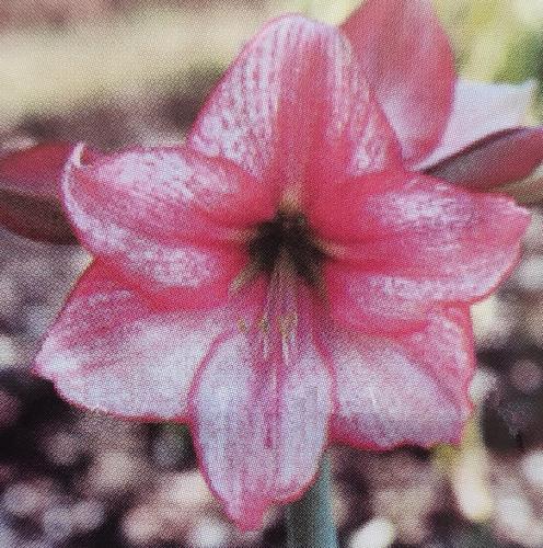 Hickson - pink overlayed with crimson, blush, veins  picotee edge - Maguire Hippeastrum - single