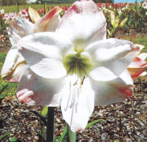 Indecisive - solid white - spalshed pink  orange on tips - Maguire Hippeastrum - single
