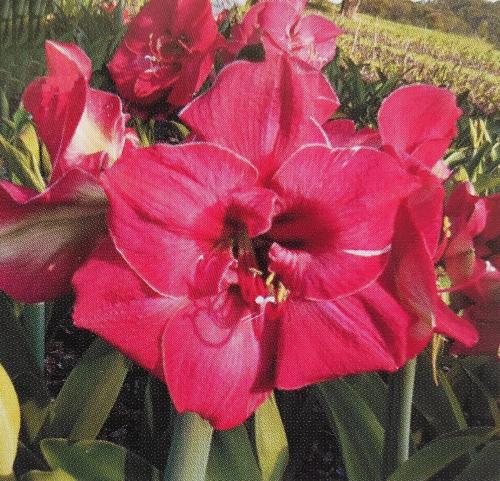 Jasmine  - crimson solid, thin white picotee edge - Maguire Hippeastrum - single