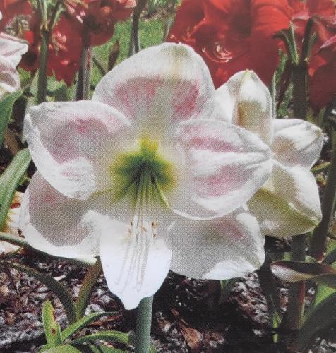 Jazzabelle - White - palest pink blush in center of petals - Maguire Hippeastrum - single