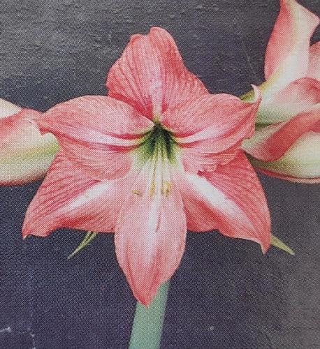 Jeanette - slamon stripe over white -  Maguire Hippeastrum - single