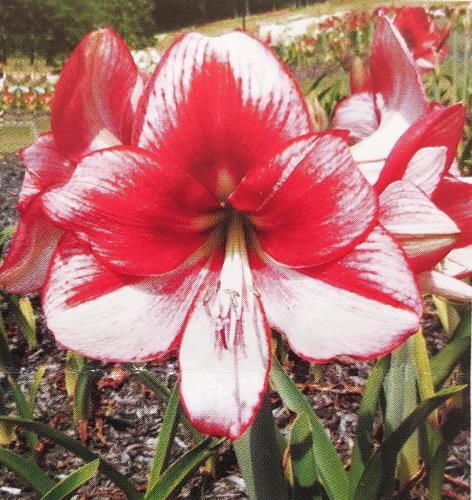 Jenifer June - palest pink - crimson blush  picotee edge - Maguire Hippeastrum - single