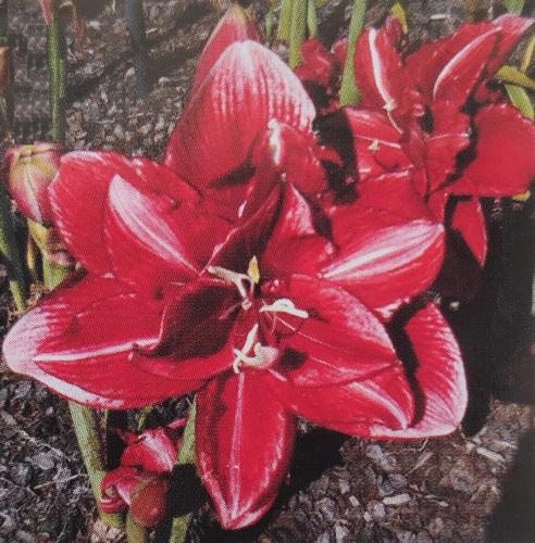Jovial Joe - Double - Dark crimson- port wine - white stripe  tips - Maguire Hippeastrum - single