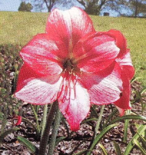 Judith -  pink- white stripe - painted - Maguire Hippeastrum - single