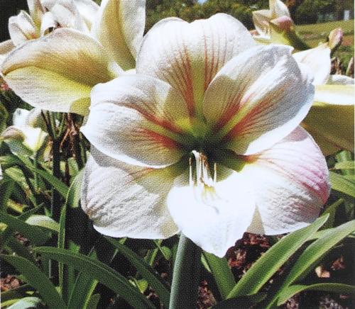 Julia  - cremy white lime throat - red veins - Maguire Hippeastrum - single