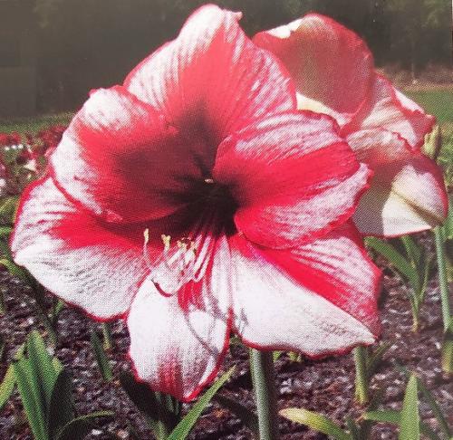 June Maree - 2 tone, white crimson blush  picotee edge - Maguire Hippeastrum - single