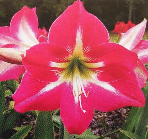 Kaitlin  - Hot pink - - white center star -  Maguire Hippeastrum - single