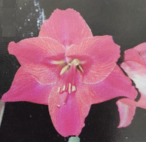 Kathy - mauve pink solid colour -  Maguire Hippeastrum - single