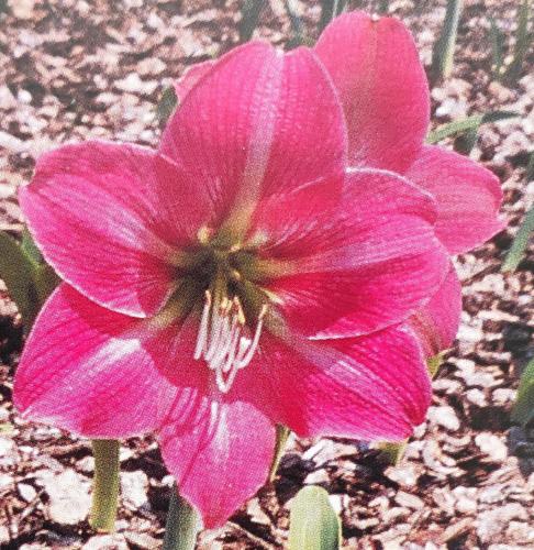 Lilac Time - pink white midribs - Maguire Hippeastrum - single