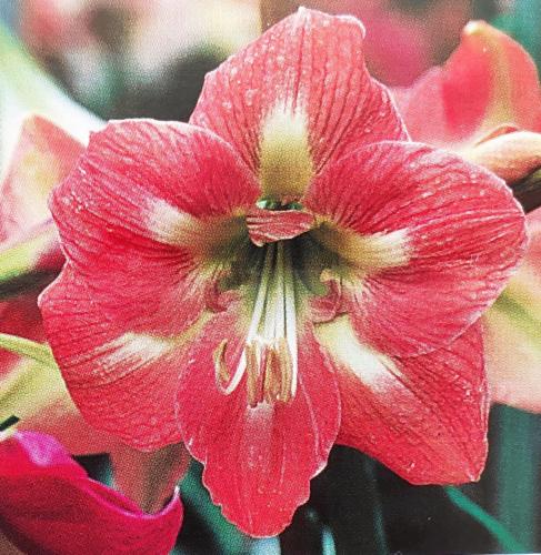 Lois's Magic -  salmon red - white lime center star - Maguire Hippeastrum - single