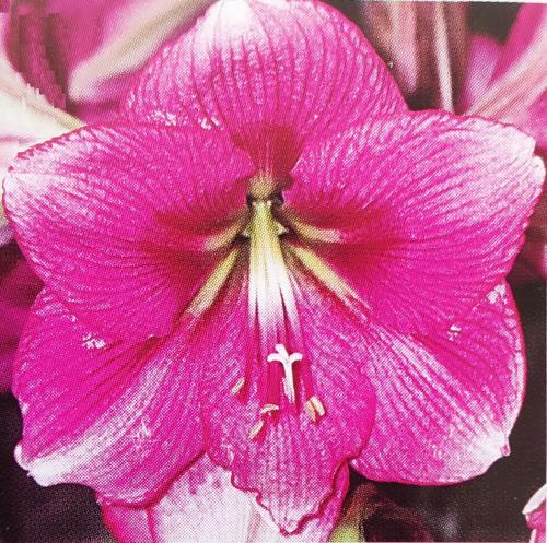 Margaret - mauve pink - white tips  eye - Maguire Hippeastrum - single